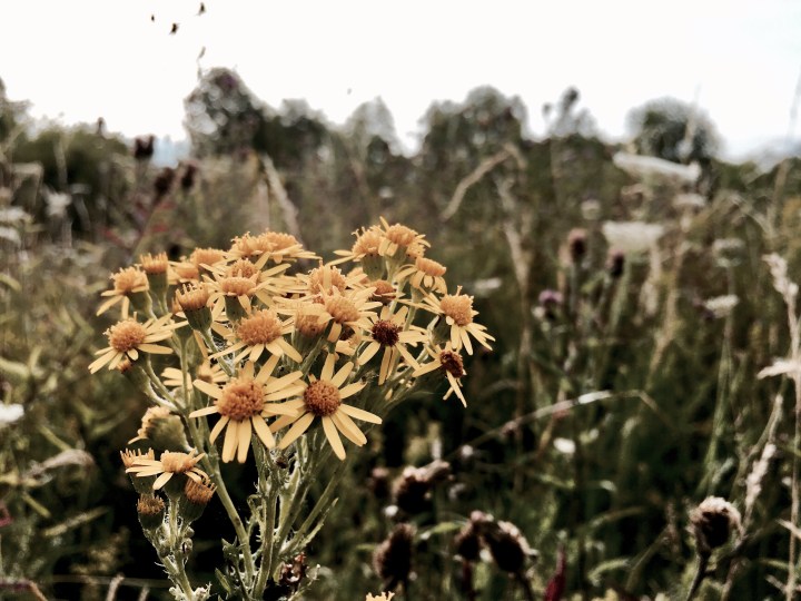 Wildflowers at St Wulstan's Nature Reserve, Malvern Wells, Worcestershire, England.