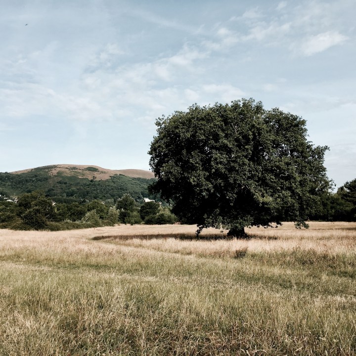 St Wulstan's Nature Reserve, Malvern Wells, Worcestershire, England.