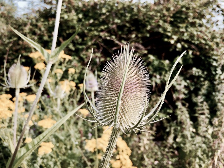 Thistle growing in St Wulstan's Nature Reserve, Malvern Wells, Worcestershire, England.