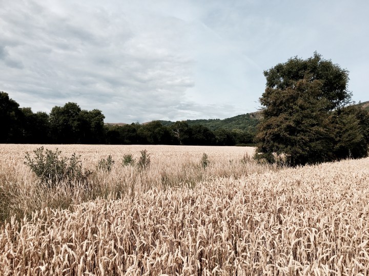 Wheat crop at Malvern Wells, Worcestershire, England.