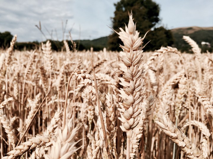 Wheat crop at Malvern Wells, Worcestershire, England.