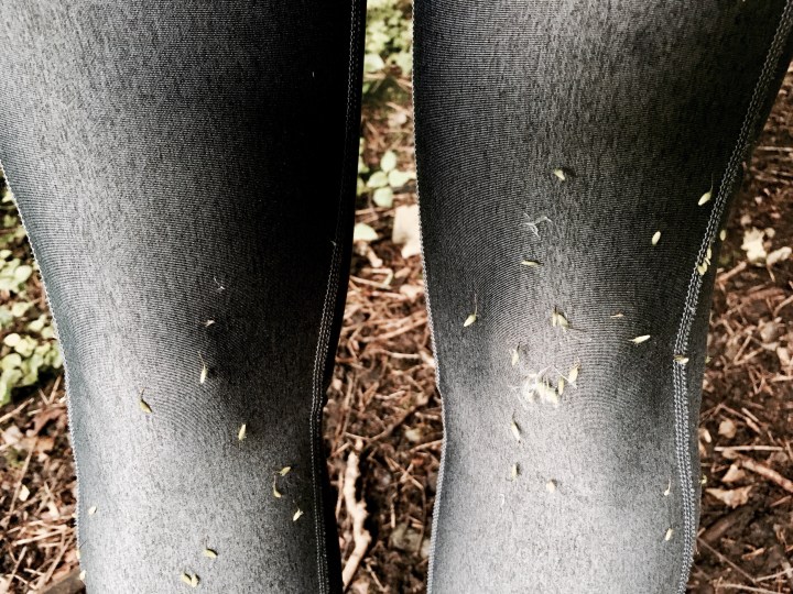 Athletic leggings covered in grass seeds.