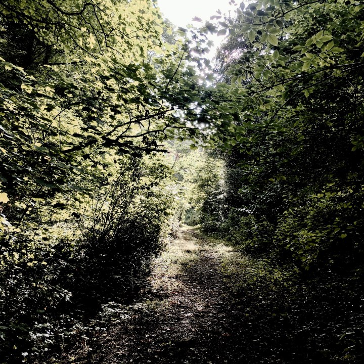 Woodland on the Malvern Hills, Worcestershire, England.