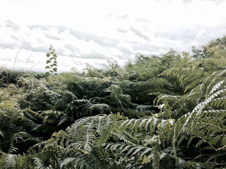 Malvern Common, Worcestershire England.