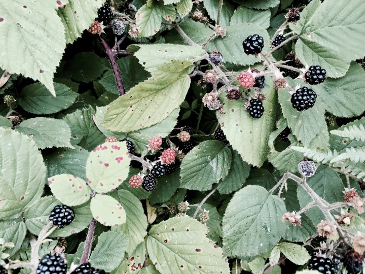 Wild blackberries growing on Malvern Common, Worcestershire England.