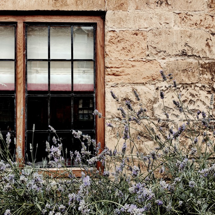 Lavender growing in front of a Cotswold stone cottage in the village of Broadway, Worcestershire.