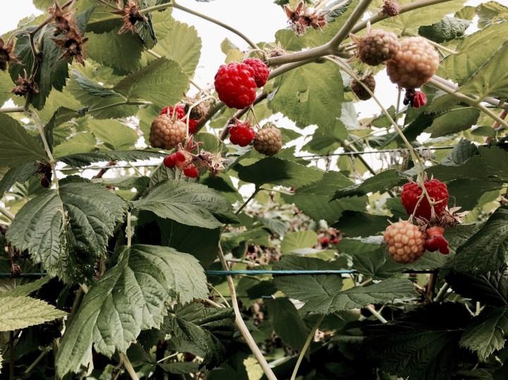 Raspberries growing in a large greenhouse in Worcestershire, England.