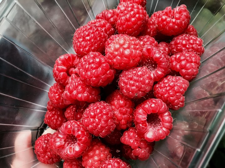Freshly picked raspberries sitting in a clear container.