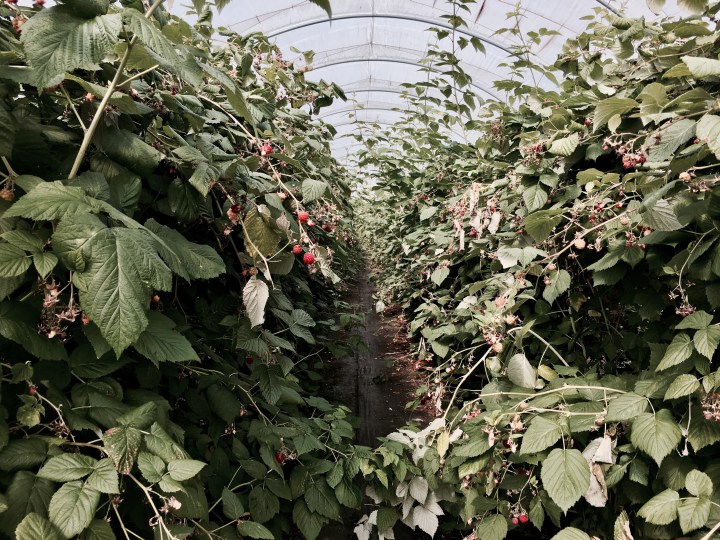 Raspberries growing in a large greenhouse in Worcestershire, England.