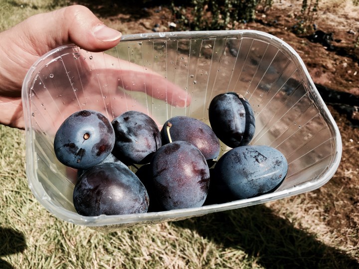 Freshly picked plums sitting in a container.