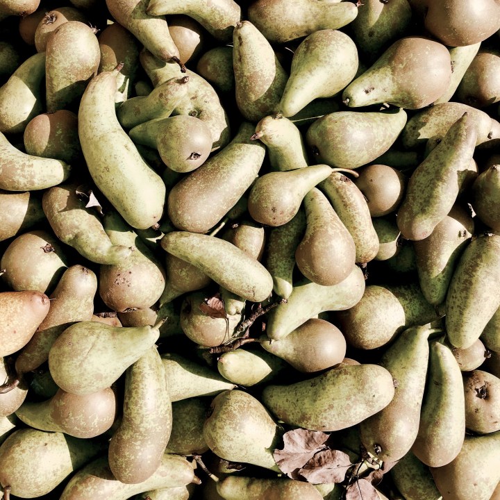 Crate of pears in Worcestershire, England.