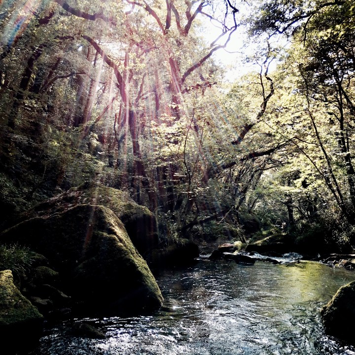 Golitha Falls on the River Fowey in Cornwall, England.