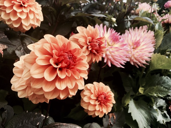 Dahlias growing at the Eden Project in Cornwall, England.