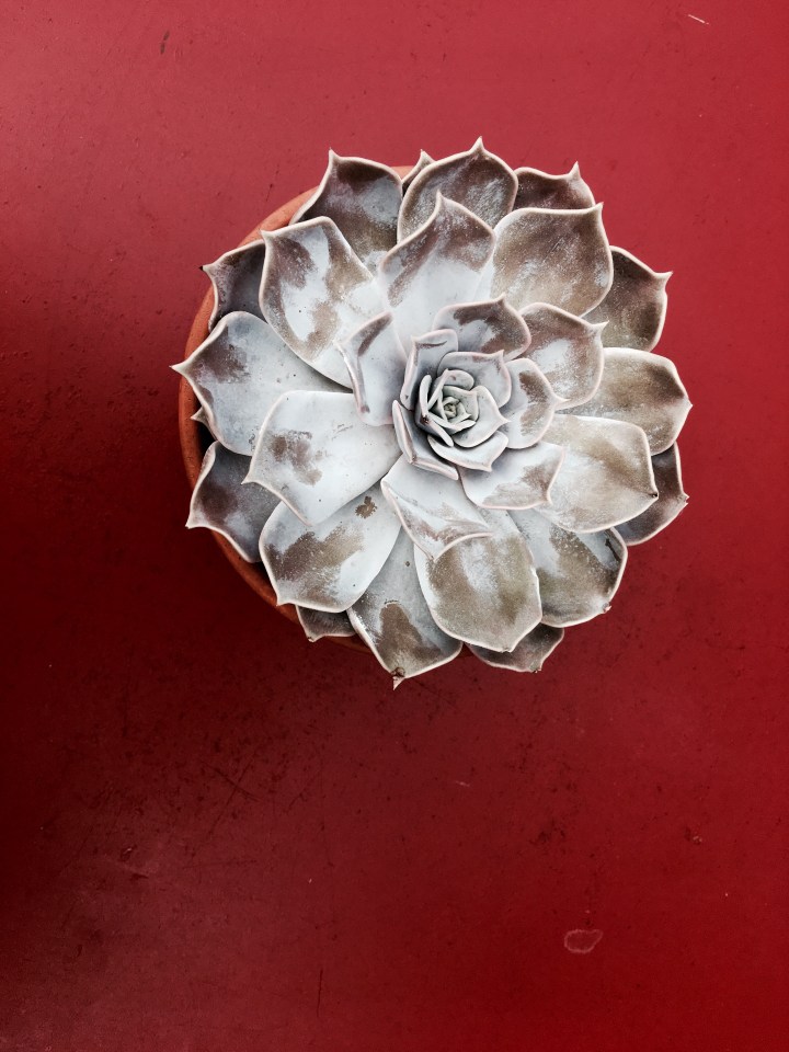 Succulent in a pot at the Eden Project in Cornwall, England.