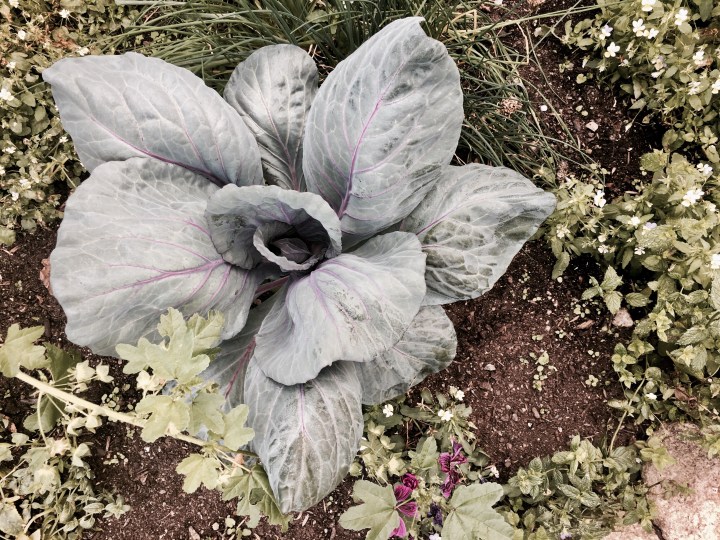The market garden in the Mediterranean Biome at the Eden Project in Cornwall, England.