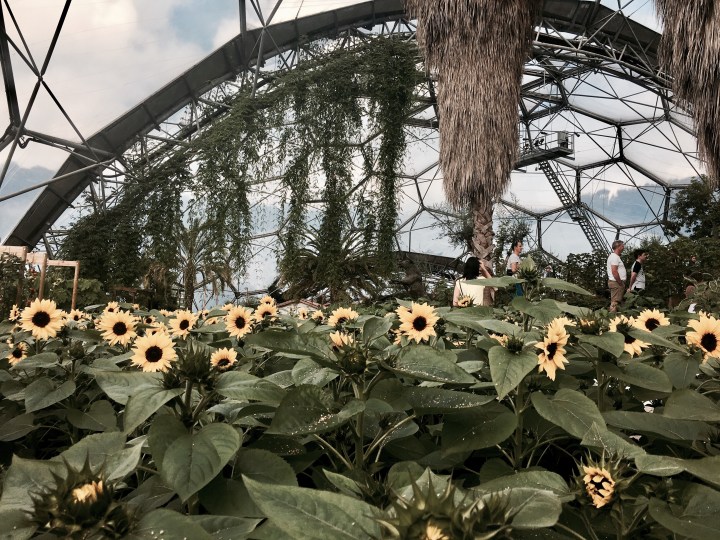 Sunflowers growing in the Mediterranean Biome at the Eden Project in Cornwall, England.