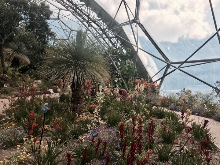 The Western Australian garden in the Mediterranean Biome at the Eden Project in Cornwall, England.