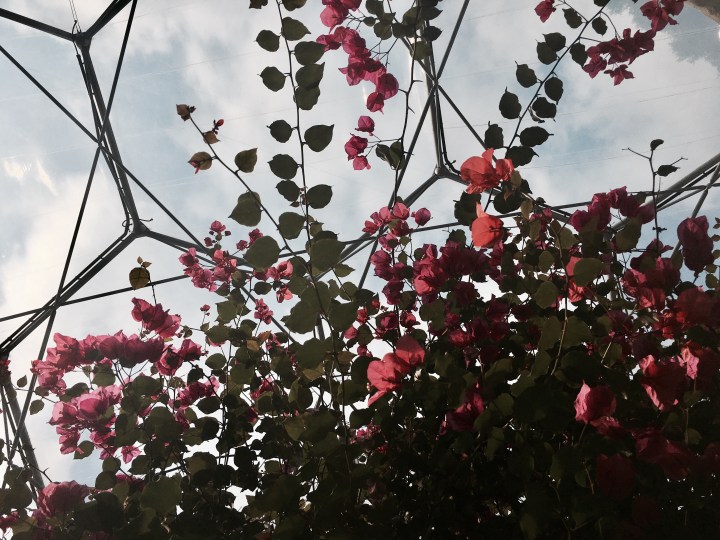 The Mediterranean Biome at the Eden Project in Cornwall, England.