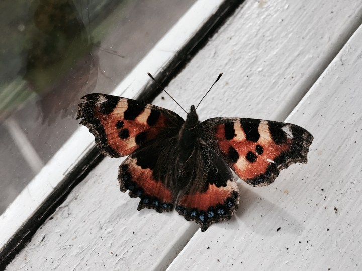 A 'Painted Lady' butterfly on a window sill.