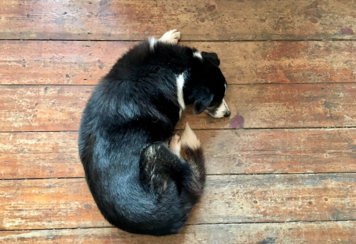 The dog at The Old Electric Shop, Hay-on-Wye, Wales.