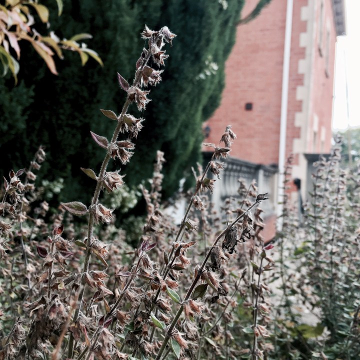 Fading stems in an English cottage garden.