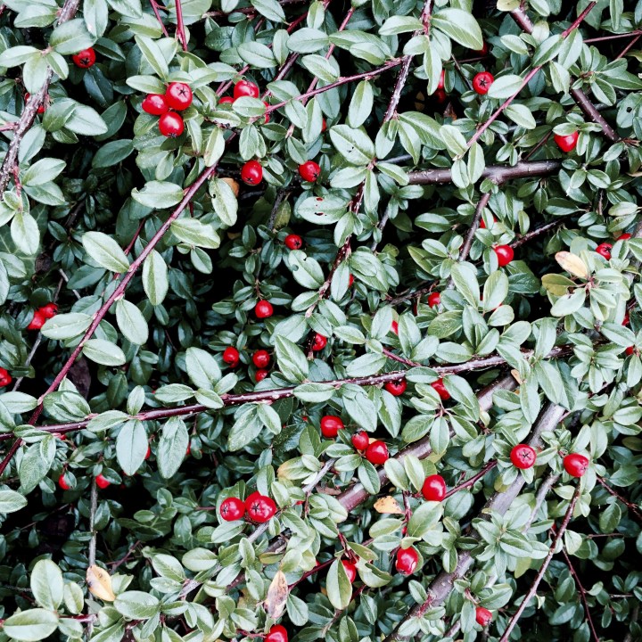 Bush in English garden covered in small red berries.