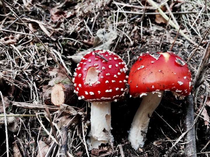 Fly agaric mushrooms growing on the Malvern Hills in Worcestershire, England.