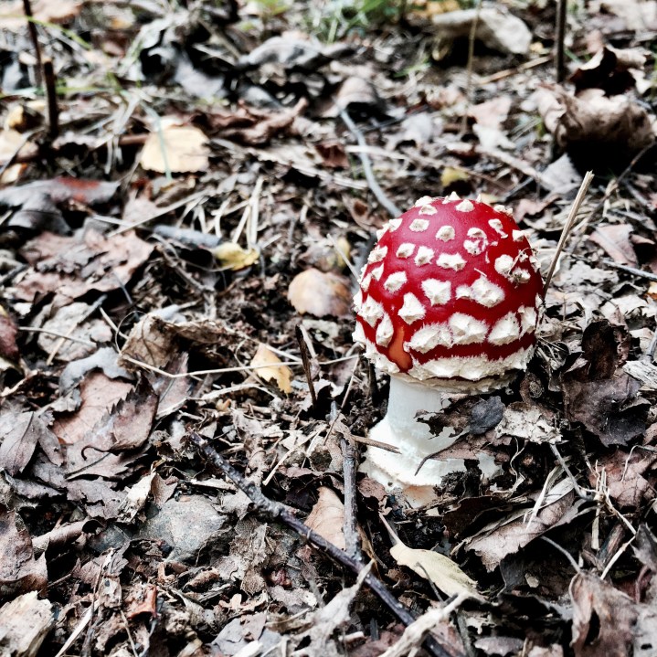 A fly agaric mushroom growing on the Malvern Hills in Worcestershire, England.