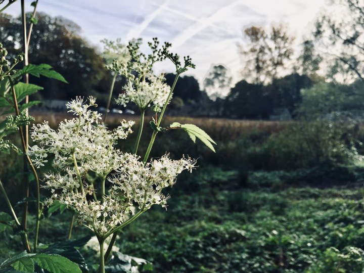 Cow parsley growing in Bibury, Gloucestershire.