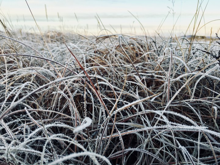 Frozen grass near the Landbrotalaug hot spring, Iceland.