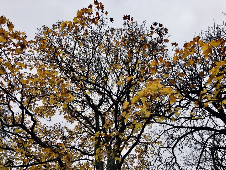 Golden leaves on almost bare branched trees.