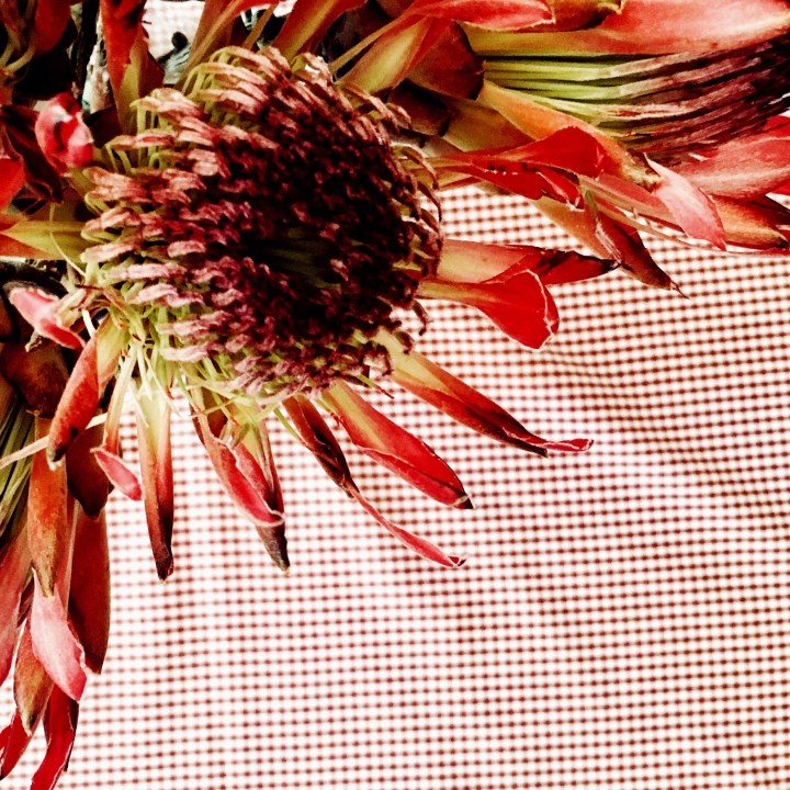 Looking down on a protea flower, sitting in a vase on a checked table cloth.