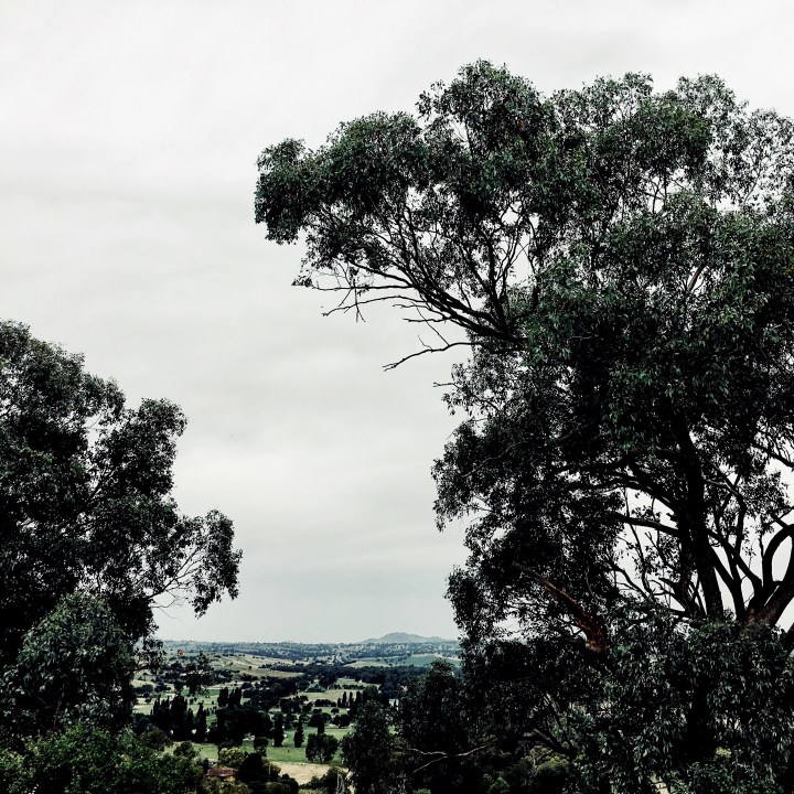 Gum trees and rolling green farmland around Jugiong, NSW, Australia.