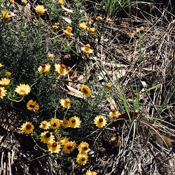 Yellow flowers growing on Galore Hill, Lockhart Shire, NSW, Australia.