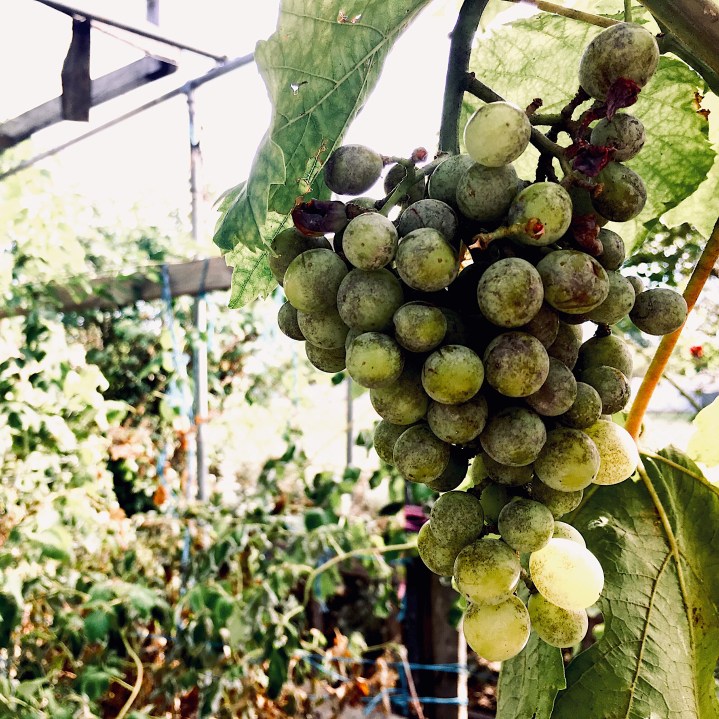 Grapes on the vine growing in a community garden in Wagga Wagga, NSW, Australia.