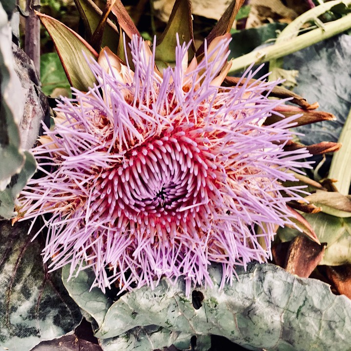 Artichoke in flower in a community garden in Wagga Wagga, NSW, Australia.