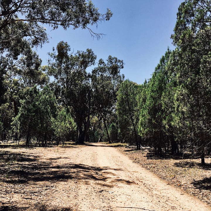 Road through Galore Hill reserve, Lockhart Shire, NSW, Australia.