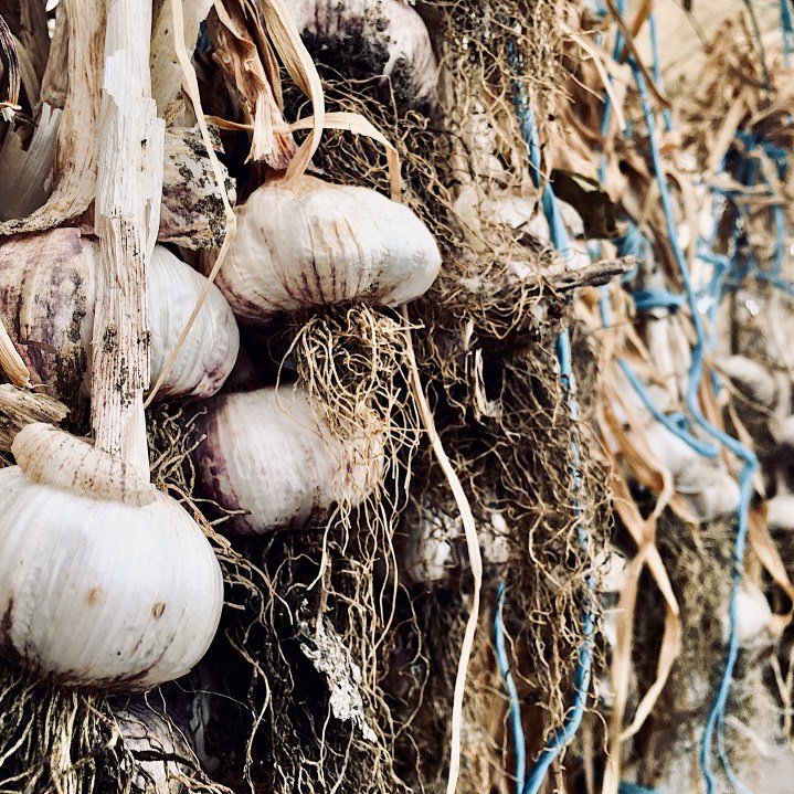 Cloves of garlic hang to dry in a community garden in Wagga Wagga, NSW, Australia.