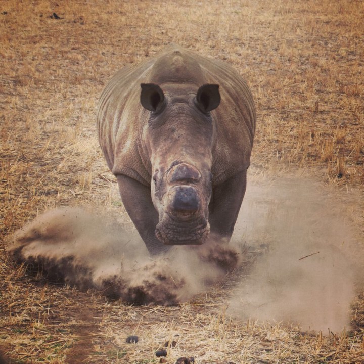 Rhino charging at Buffelsfontein Game Reserve, Western Cape, South Africa.