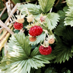 Wild strawberries in Worcestershire, England.