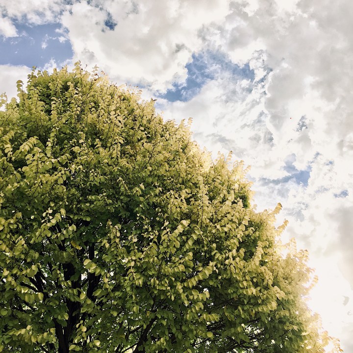 Tree set against a bright sun and cloudy sky.