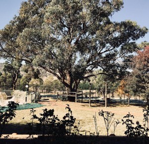 Looking out over the backyard of a property in Sutton, New South Wales, Australia.