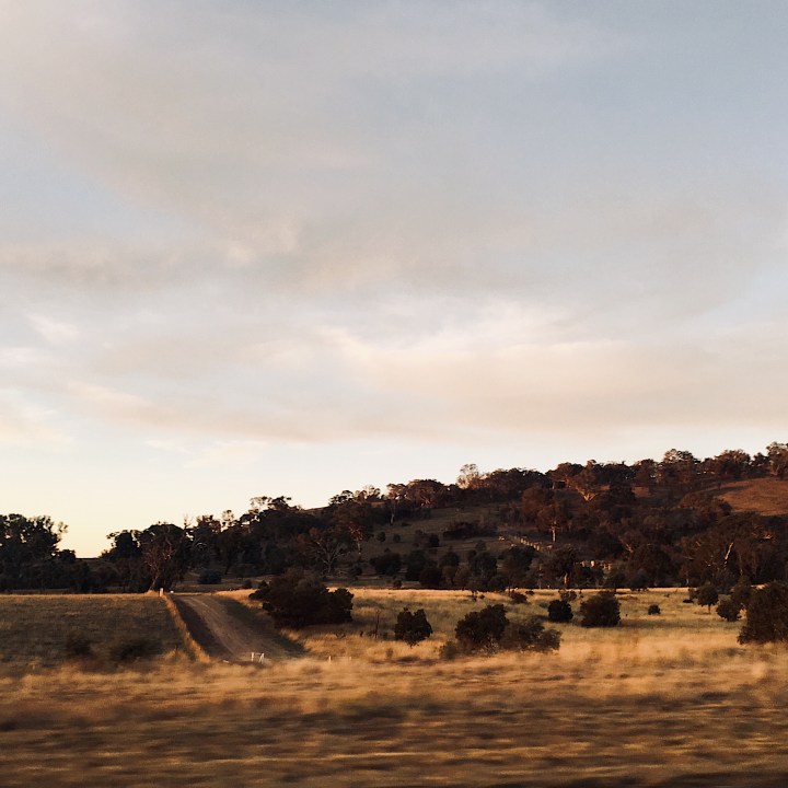 Australian bushland at sunset from the window of a car.