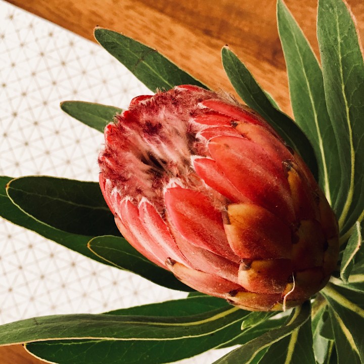 Protea flower in a vase .