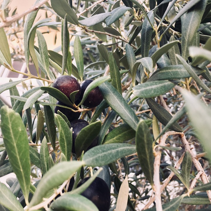 Olives growing on a tree in Wagga Wagga, New South Wales, Australia.