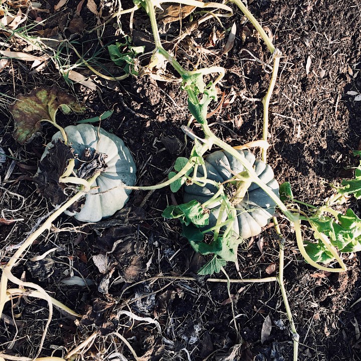 Looking down on a garden bed of pumpkins.