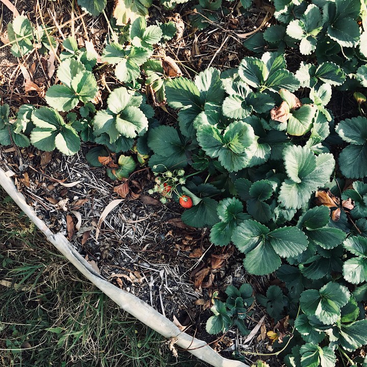 Looking down on a garden bed of strawberries.