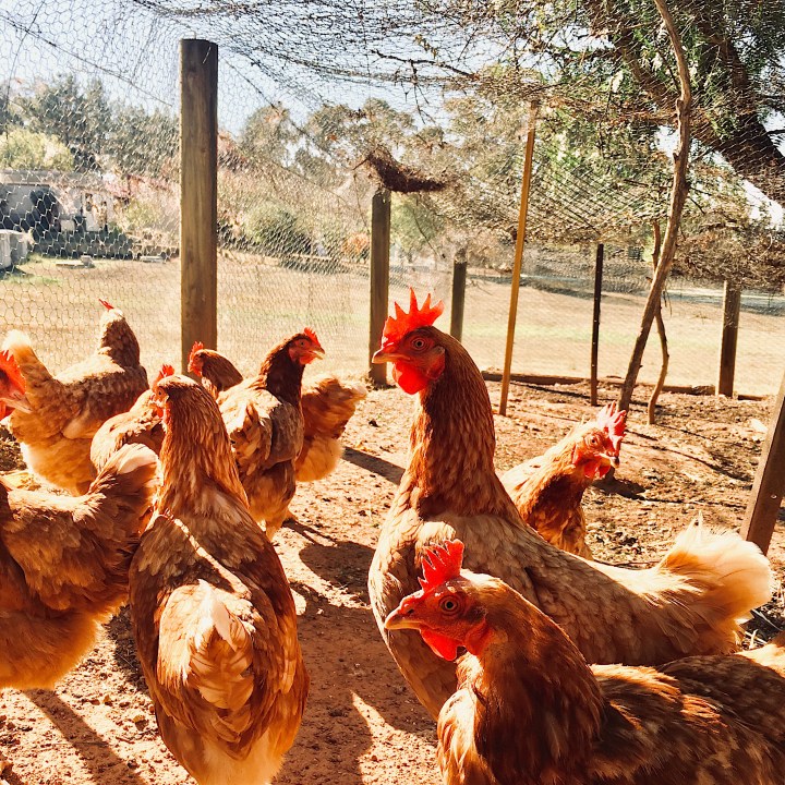 Chickens in a coop in Australia.