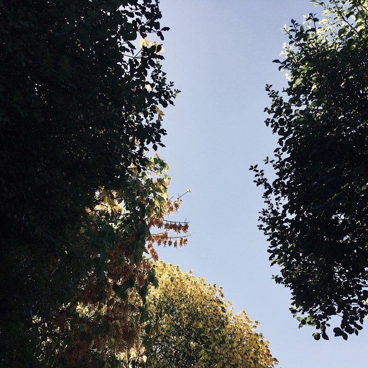 A tree starting to turn yellow in autumn peeking out between two green trees.