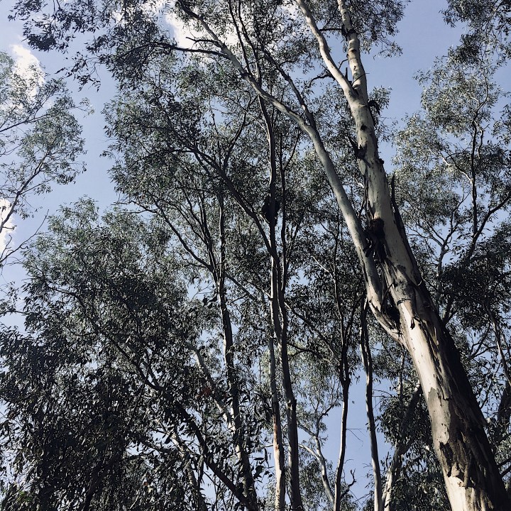Barely visible koala sitting in a gum tree near Narrandera, New South Wales, Australia.